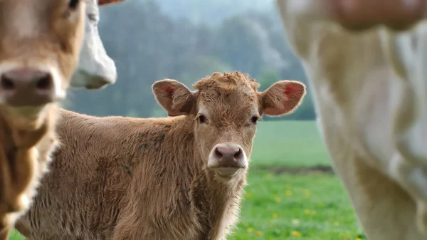 Un giovane vitello — Foto Stock