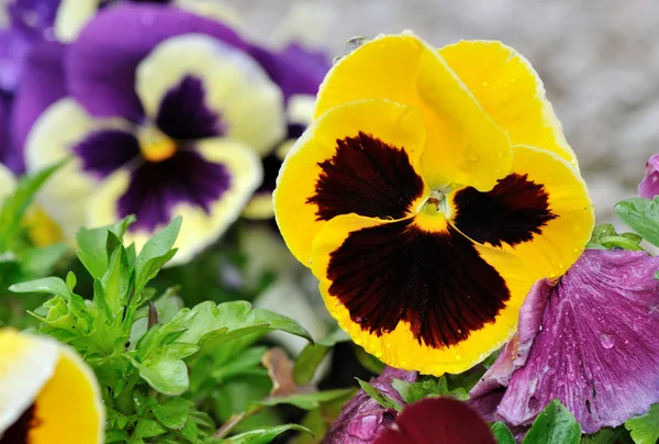 Kronblad av färgglada blommor — Stockfoto