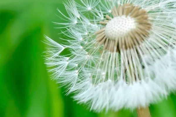 stock image Tufts dandelion