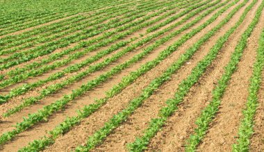 Furrows in a field clipart