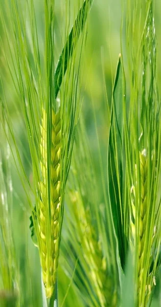 Green ears barleys — Stock Photo, Image