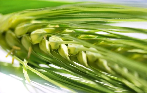 stock image Green ears barleys