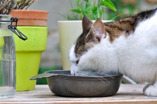 Cat drinking — Stock Photo, Image