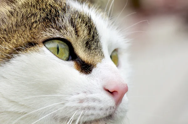 Closeup the eyes of a cat — Stock Photo, Image