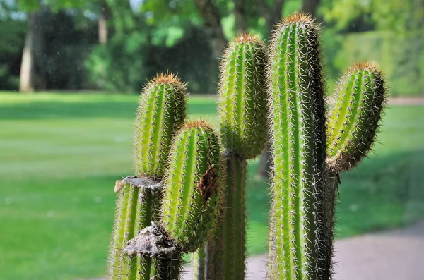 Cactus växthusgaser — Stockfoto