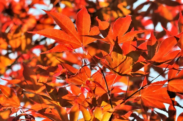 Foliage of a Japanese Maple — Stock Photo, Image