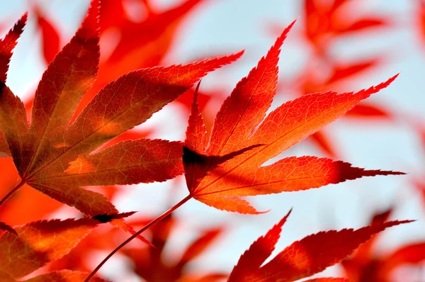 Foliage of a Japanese Maple