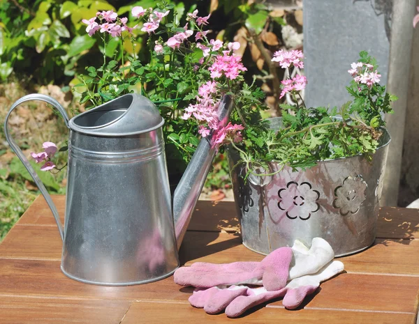 Verbena pot and gardening gloves pink — Stock Photo, Image