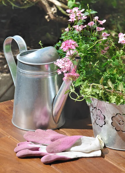 Verbena pot ve bahçecilik eldivenler pembe — Stok fotoğraf