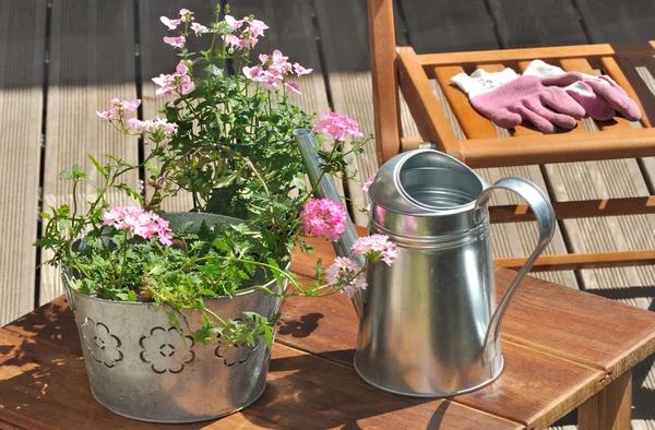 Verbena pot and gardening gloves pink — Stock Photo, Image