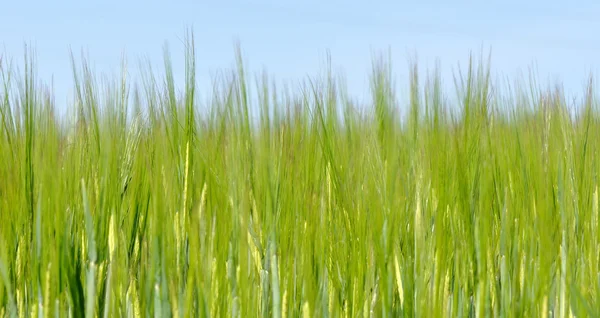 青空の下で大麦 — ストック写真