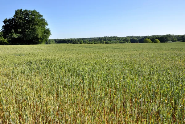 Field of unripe wheat — Stock Photo, Image