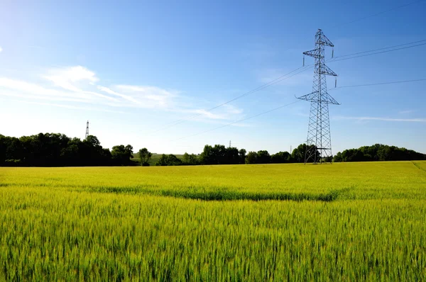 Electricity pylon in barley field — Stock Photo, Image