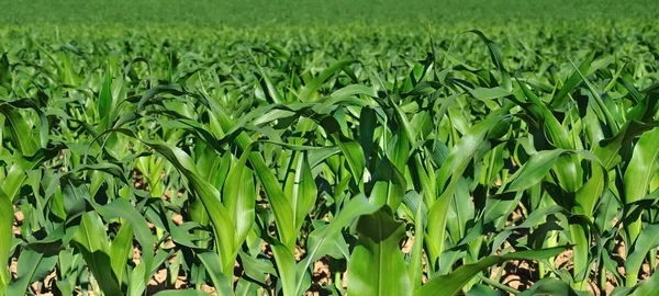 Zielone liście kukurydzy w polu — Zdjęcie stockowe