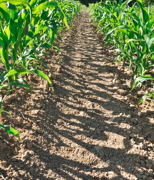 Hojas verdes de maíz en un campo — Foto de Stock