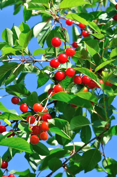 stock image Beautiful Cherry red