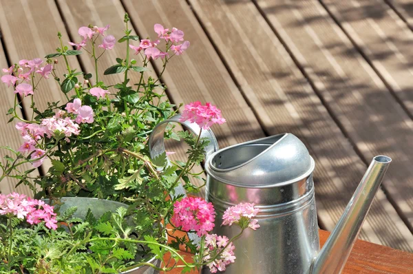 Verbena pot on terrace — Stock Photo, Image