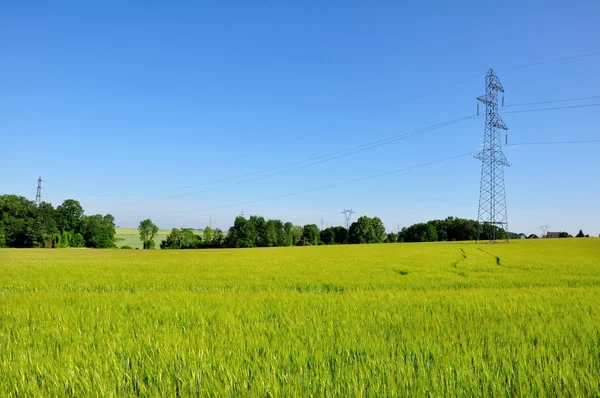Electricity pylon in barley field — Stock Photo, Image