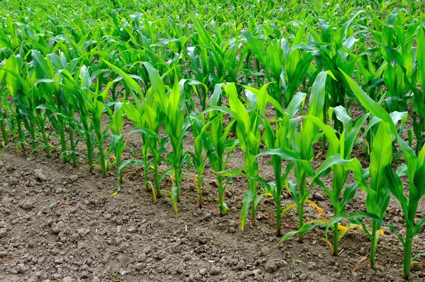 Groene bladeren van maïs in een veld — Stockfoto
