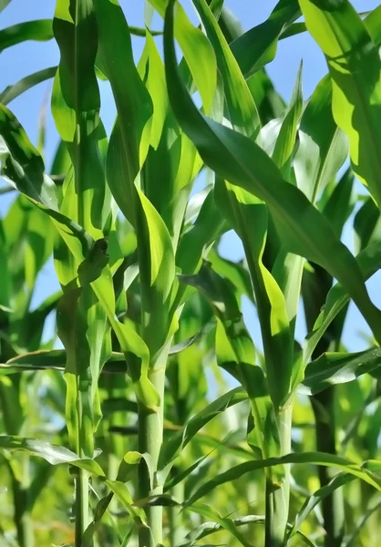 Gröna blad av majs i ett fält — Stockfoto