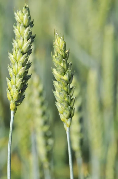 Orelhas de trigo ainda verdes — Fotografia de Stock