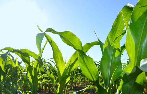 Hojas verdes de maíz en un campo —  Fotos de Stock