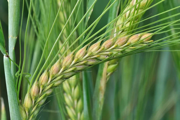 Närbild av majs korn — Stockfoto