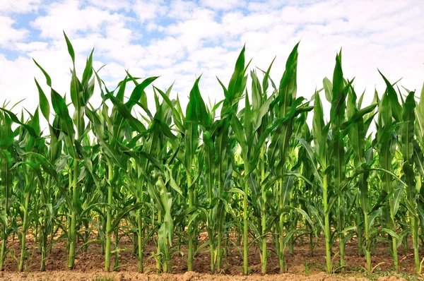 Rijen van maïs — Stockfoto