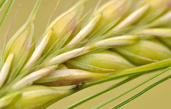 Closeup de sementes de cevada — Fotografia de Stock