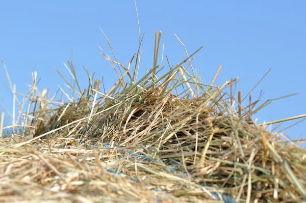 Close-up straw — Stock Photo, Image