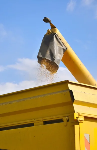 Grãos de cereais na colheita — Fotografia de Stock