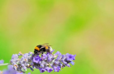 Bubblebee on a lavender flower clipart