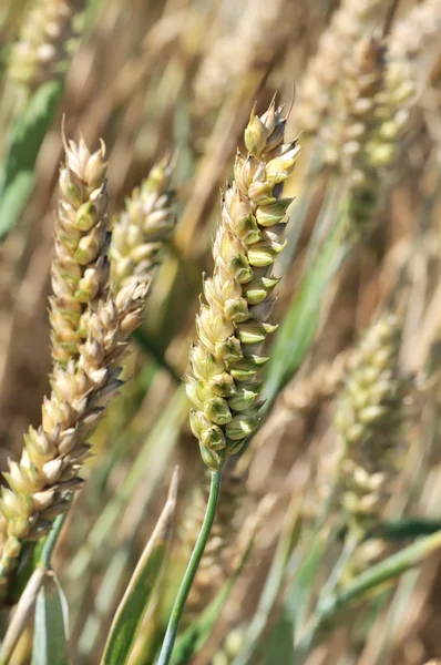 Zbliżenie nasion pszenicy — Zdjęcie stockowe