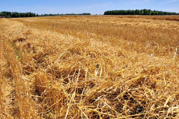 Barley cut at harvest — Stock Photo, Image