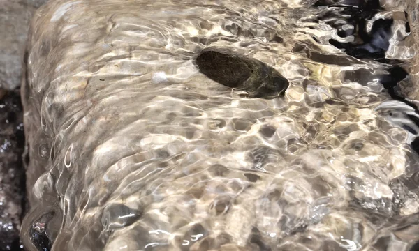 Pebble in het heldere water — Stockfoto