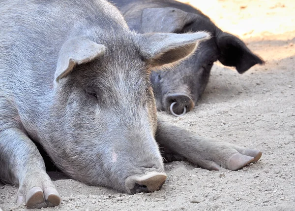 stock image Pig nap