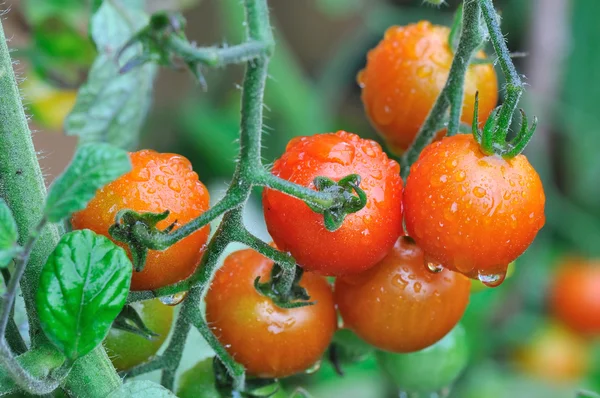 雨の天候のチェリー トマト — ストック写真