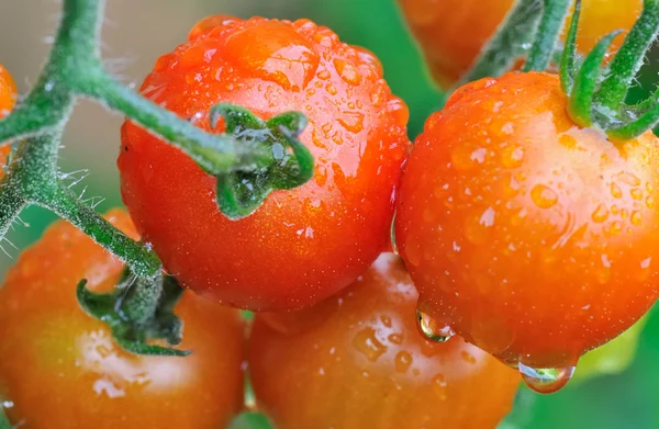 Tomates cerises par temps pluvieux — Photo