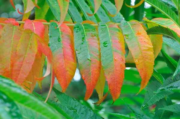 Сумакский лист красный и зеленый — стоковое фото