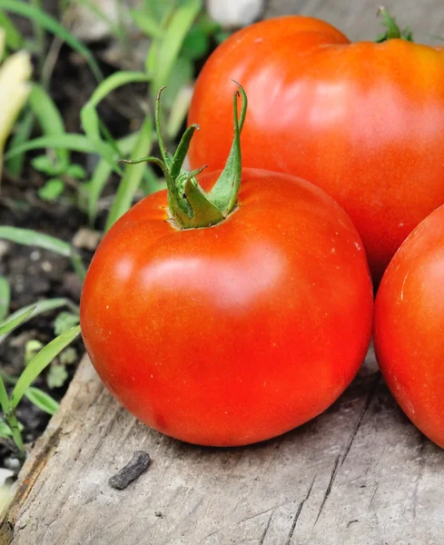 Güzel etli domates — Stok fotoğraf