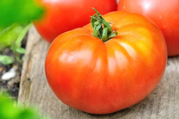 Een mooie vlezig tomaat — Stockfoto