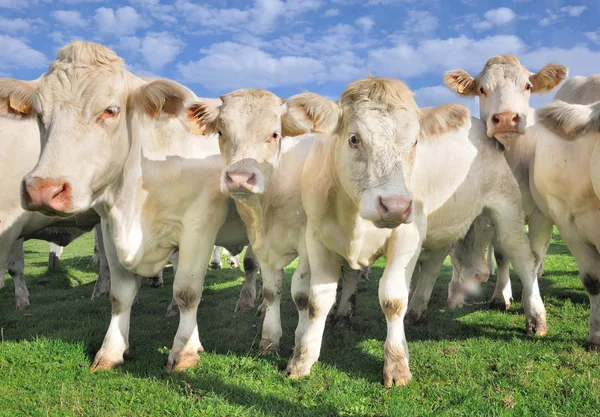 Folle di vitelli e mucche — Foto Stock