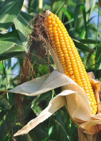 Prachtige oor van maïs rijp — Stockfoto