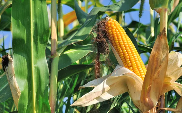Hermosa mazorca de maíz madura — Foto de Stock