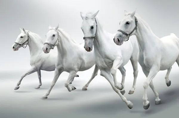 Vita hästar — Stockfoto