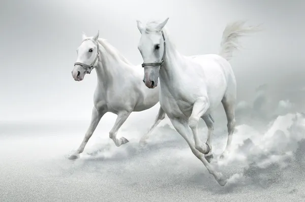 白色的马 — 图库照片