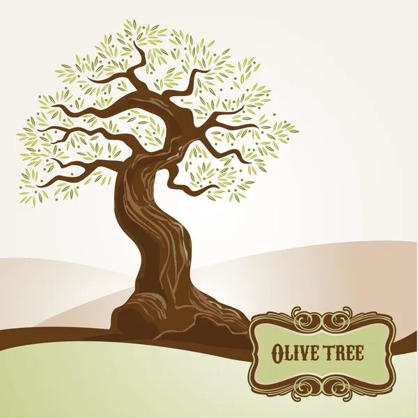 Old olive tree — Stock Vector
