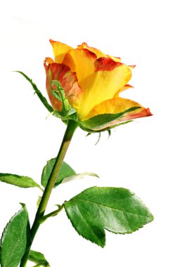 Orange roses clipart