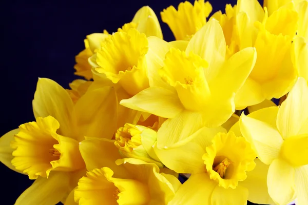 Golden daffodil — Stockfoto