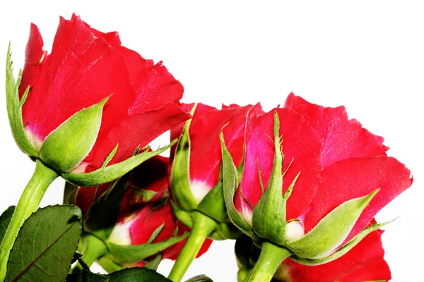 Μπουκέτο με κόκκινα τριαντάφυλλα — Φωτογραφία Αρχείου